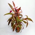 Alternanthera Sisselis XL