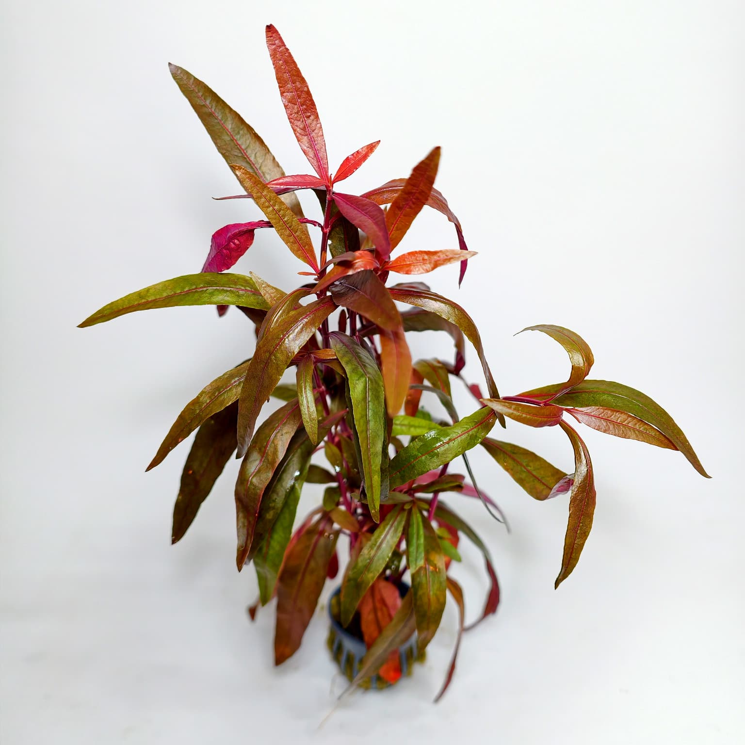 Alternanthera Sisselis XL