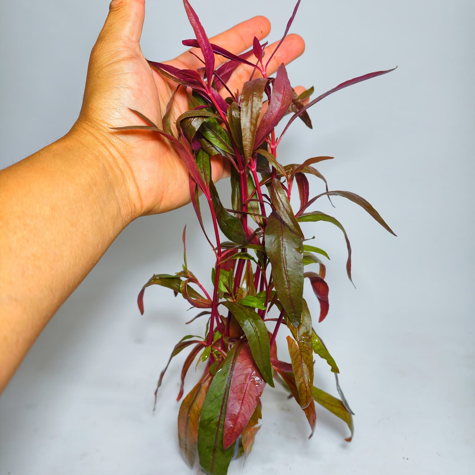 Alternanthera Sisselis XL