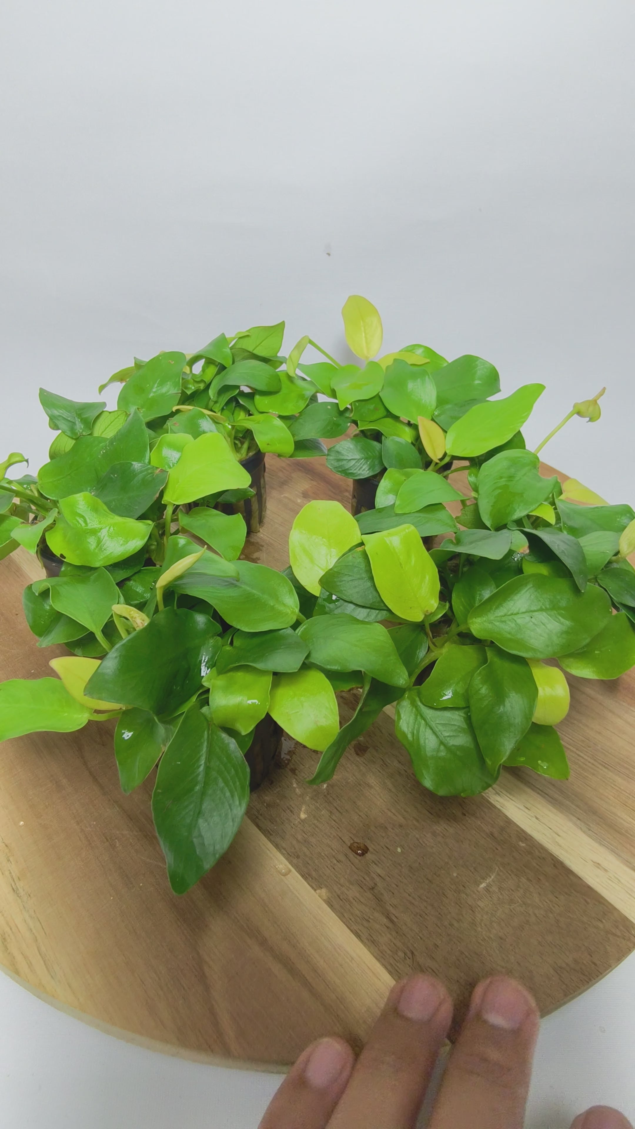 Anubias Nana Golden Premium | Planta Acuática Natural