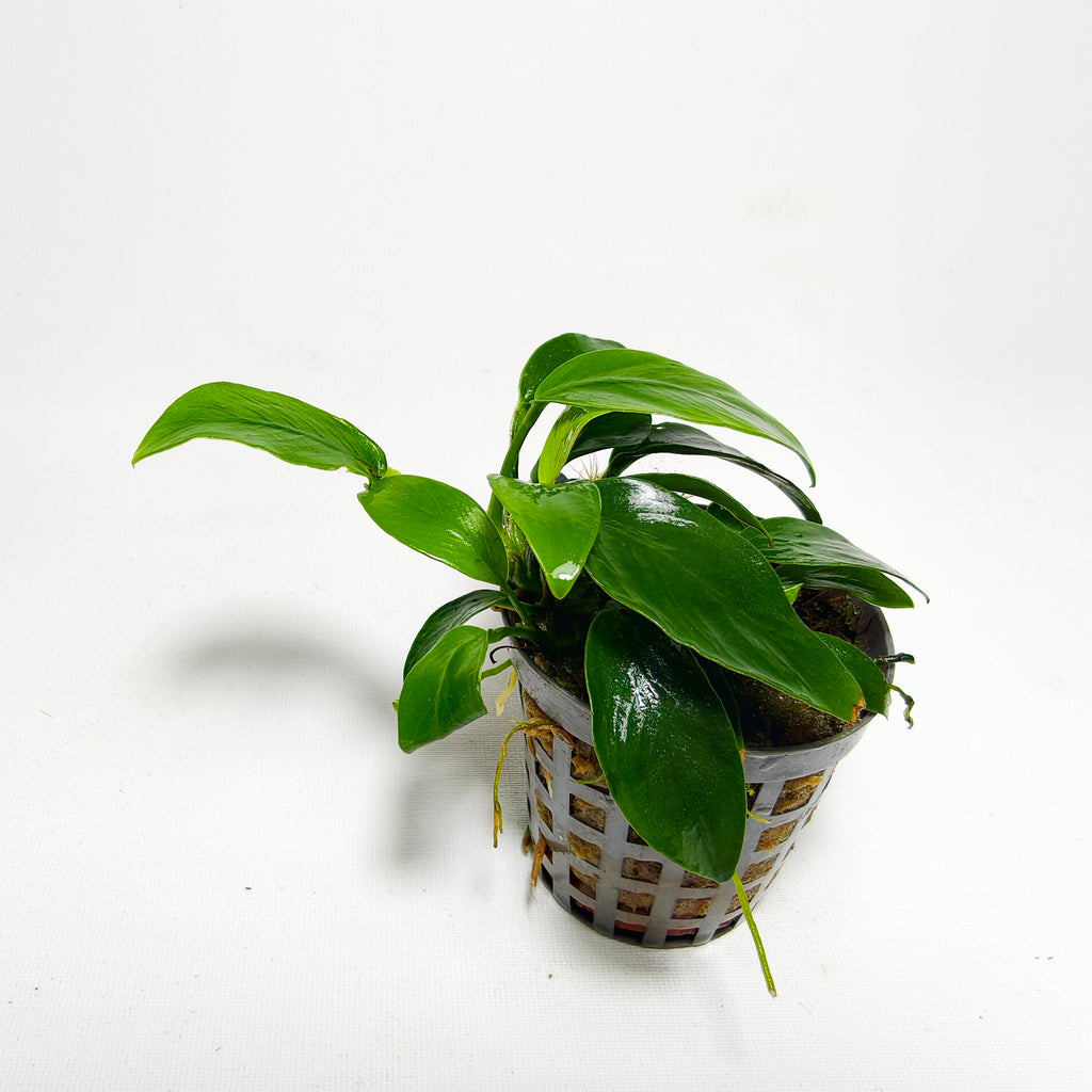 Anubia Nana Mini Premium | Planta para Nano Acuario