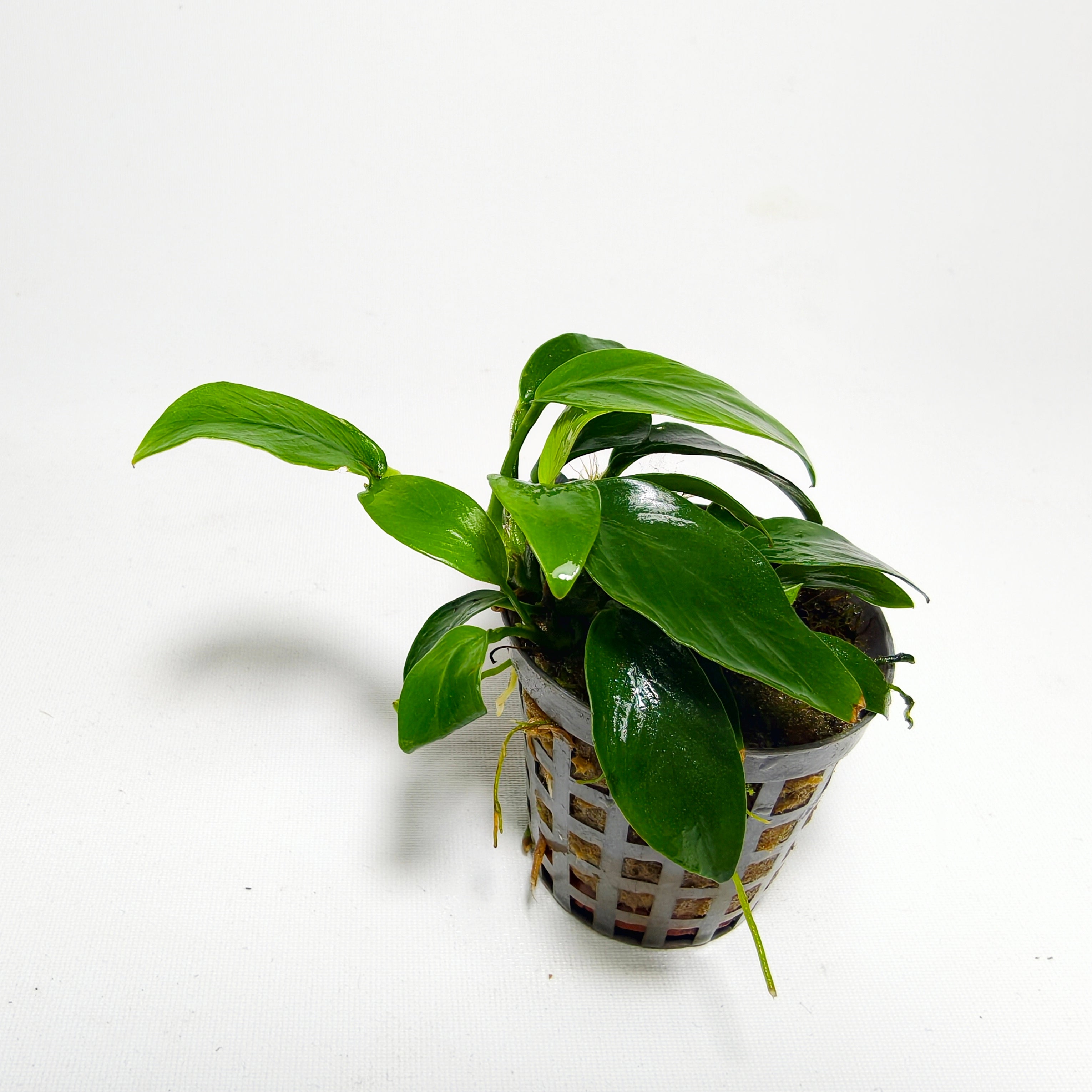Anubia Nana Mini Premium | Planta para Nano Acuario