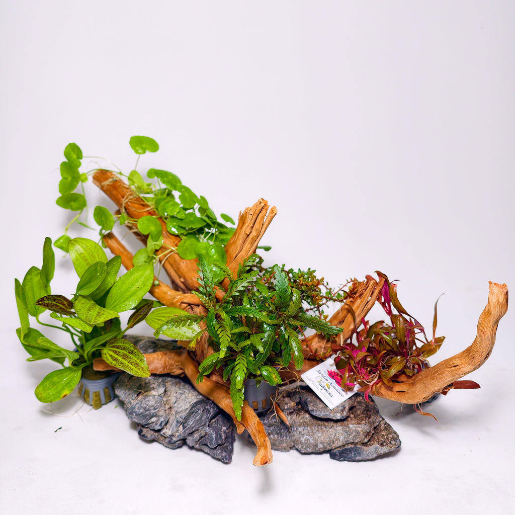 Pack Aquascaping completo con Plantas, Raíz Spider y Roca Seiryu Grey