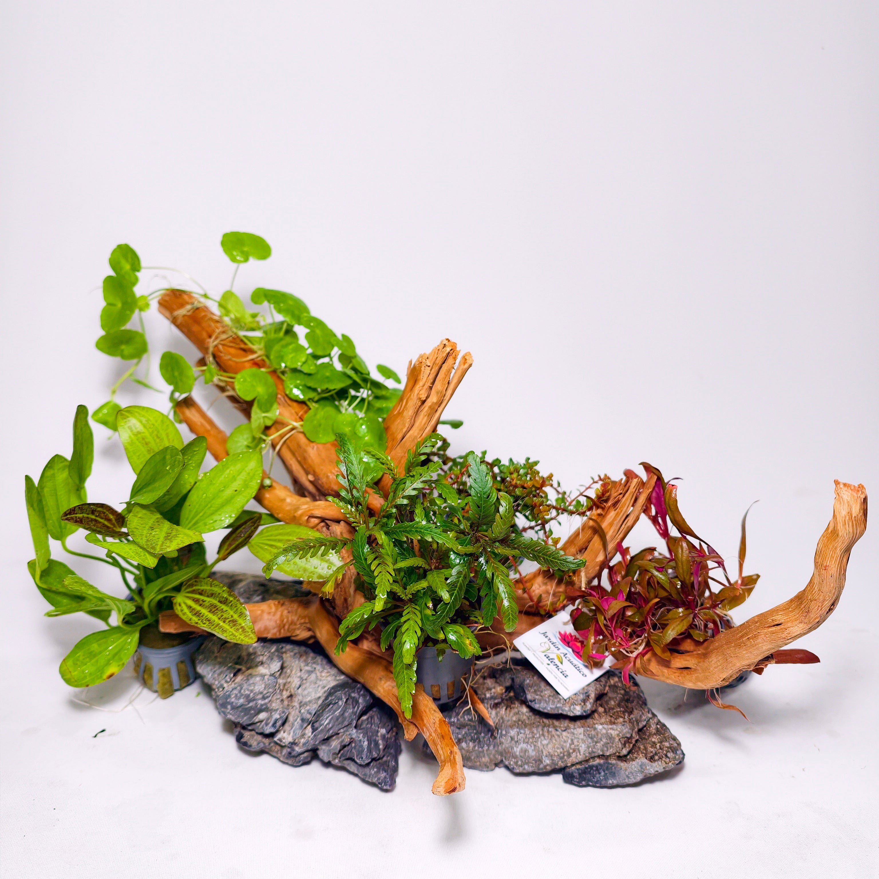 Pack Aquascaping completo con Plantas, Raíz Spider y Roca Seiryu Grey