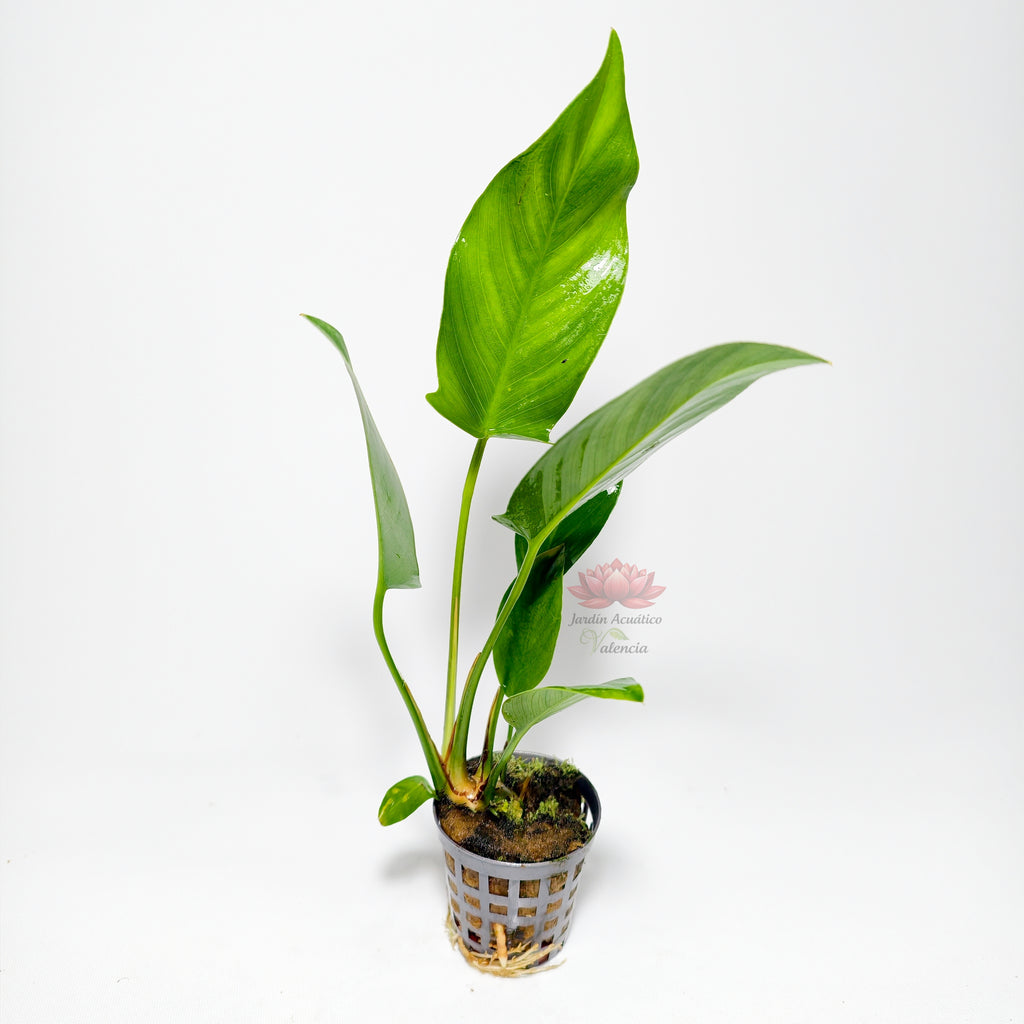 Anubias Hastifolia Premium | Planta Exclusiva para Acuario