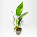 Anubias Hastifolia Premium | Planta Exclusiva para Acuario
