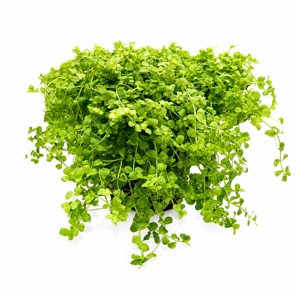 Micranthemum Monte Carlo| planta tapizante para acuario