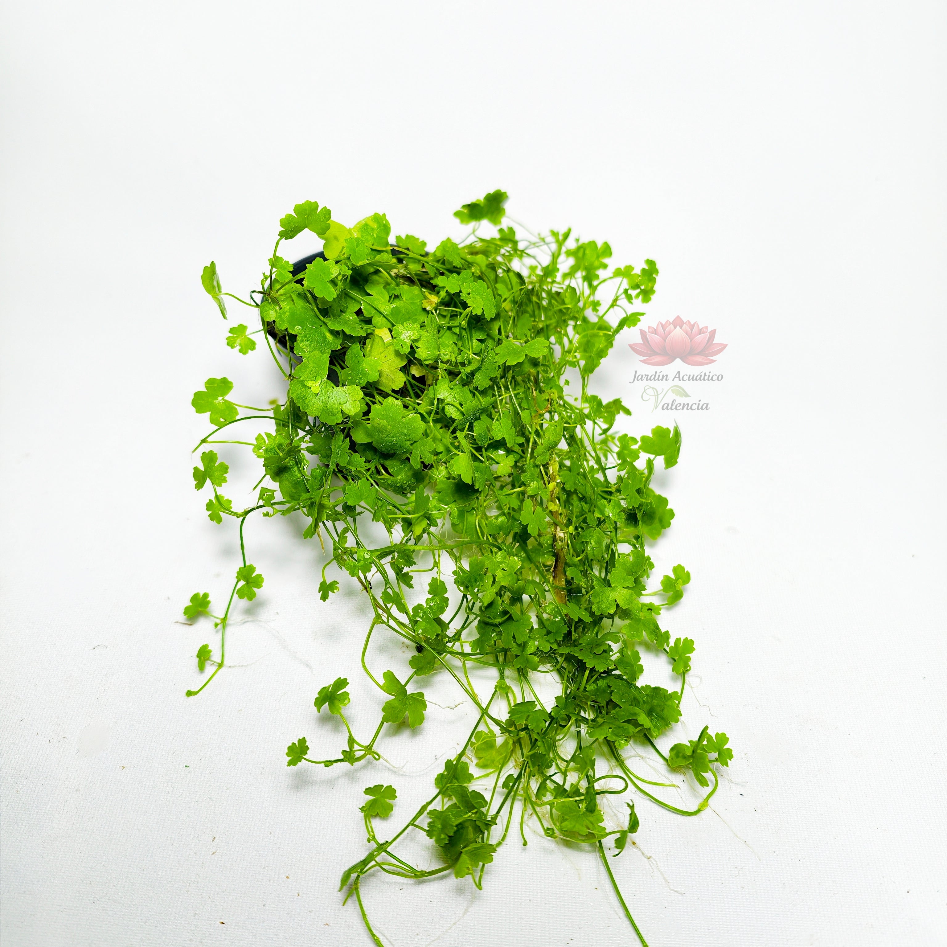 Hydrocotyle Tripartita ‘Japan’ Premium | Planta Tapizante.