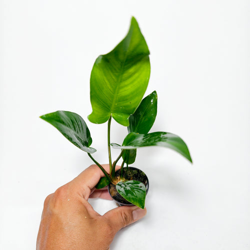 Anubias Hastifolia Premium | Planta Exclusiva para Acuario