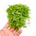 Micranthemum Monte Carlo| planta tapizante para acuario