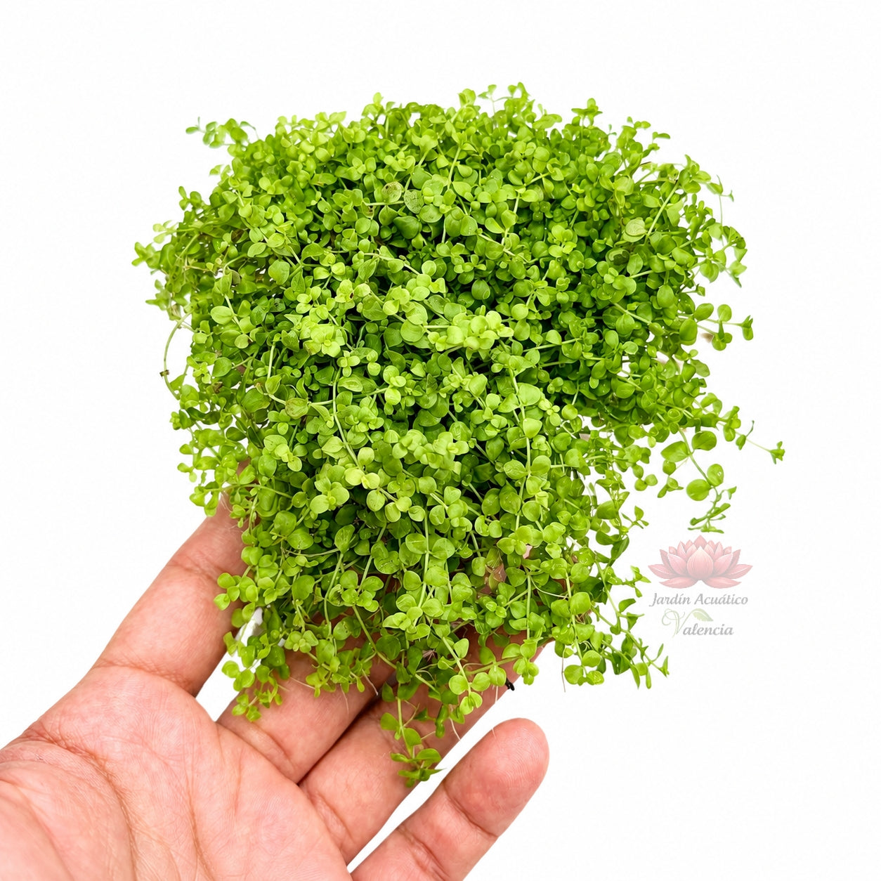 Micranthemum Monte Carlo| planta tapizante para acuario