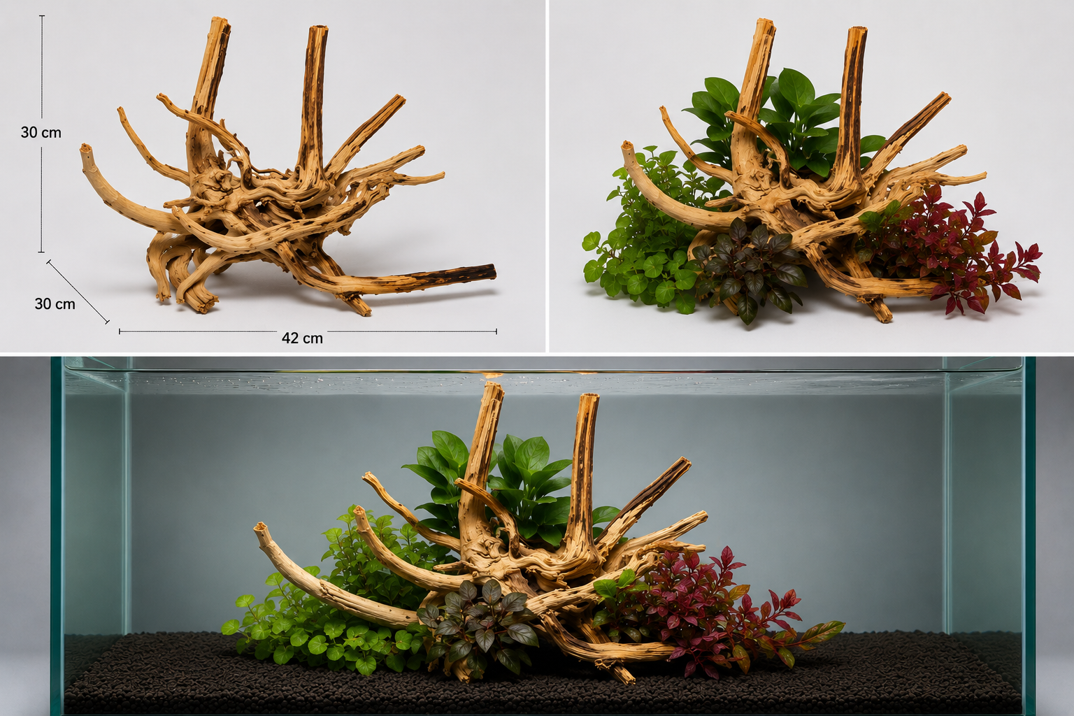 Pack premiun Aquascaping con Raíz Spider y Plantas Naturales | +60L