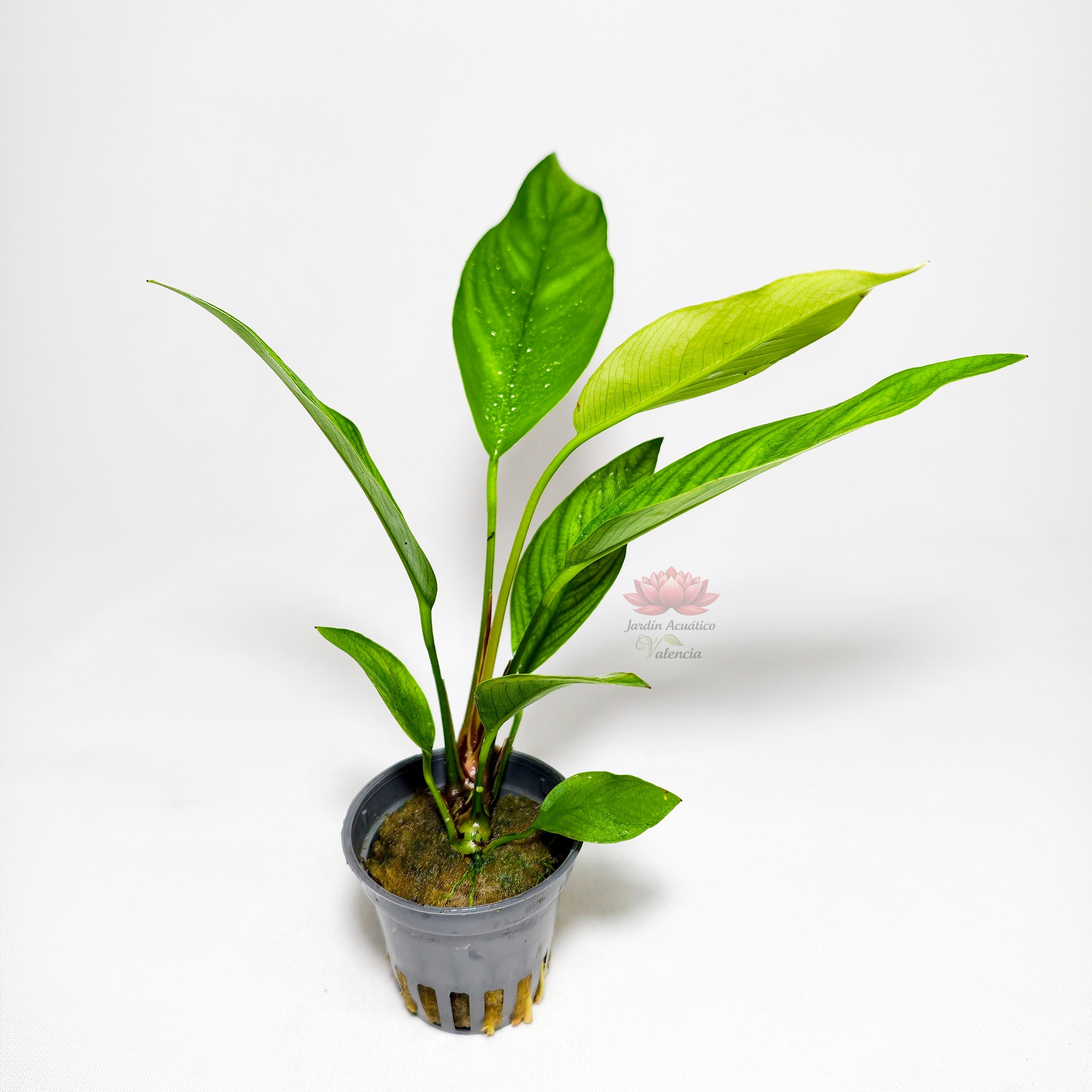 Anubia Angustifolia Premium | Planta Natural para Acuario