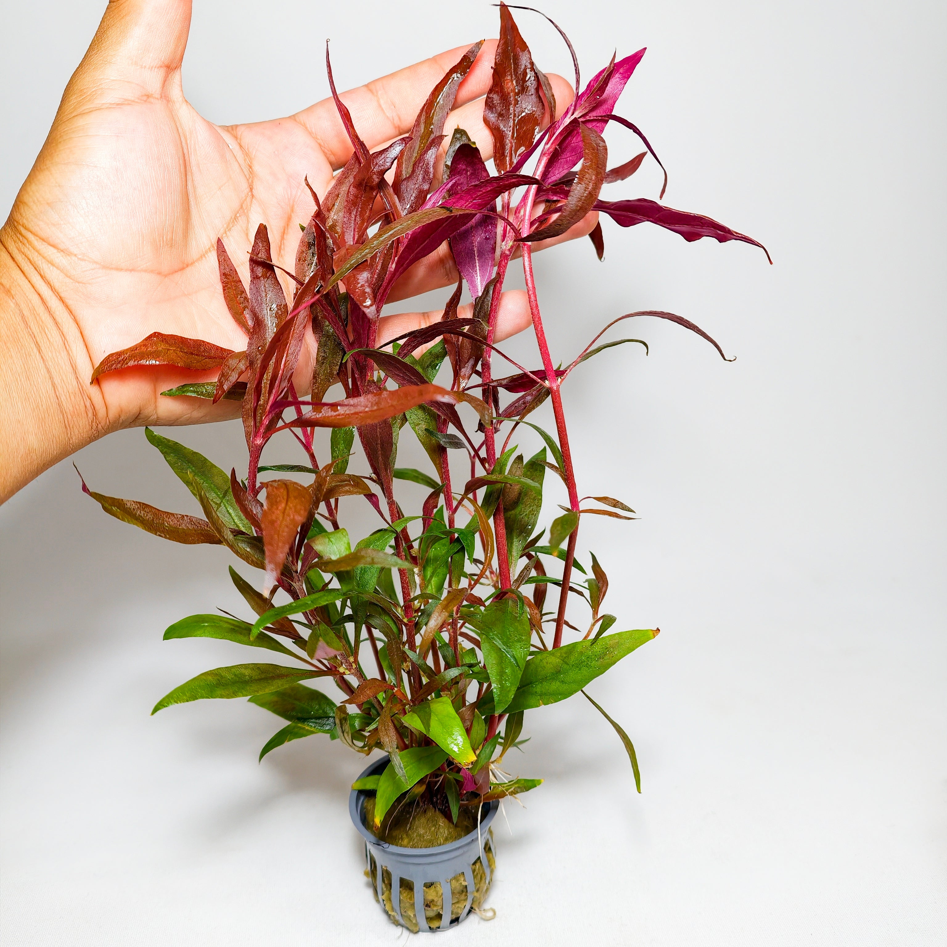 Alternanthera Reineckii Pink | Planta Rosa Premium para Acuario