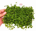 Alfombra de Micranthemum Monte Carlo 15 × 10 cm – Crea un tapiz verde espectacular desde el primer día