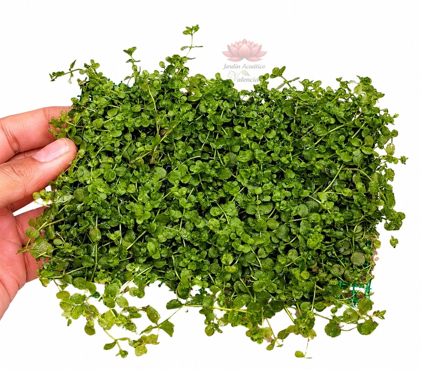 Alfombra de Micranthemum Monte Carlo 15 × 10 cm – Crea un tapiz verde espectacular desde el primer día