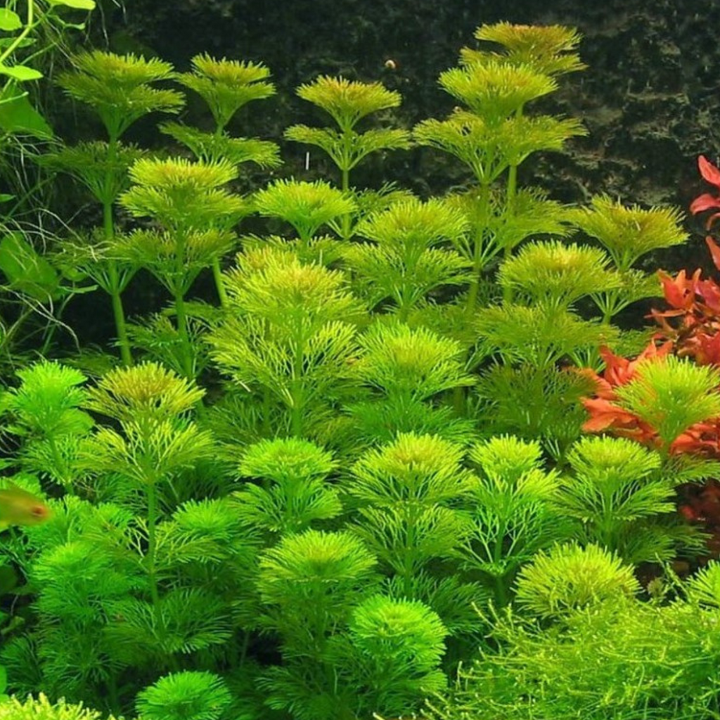Limnophila heterophylla – Una planta de tallo frondosa para crear volumen y movimiento