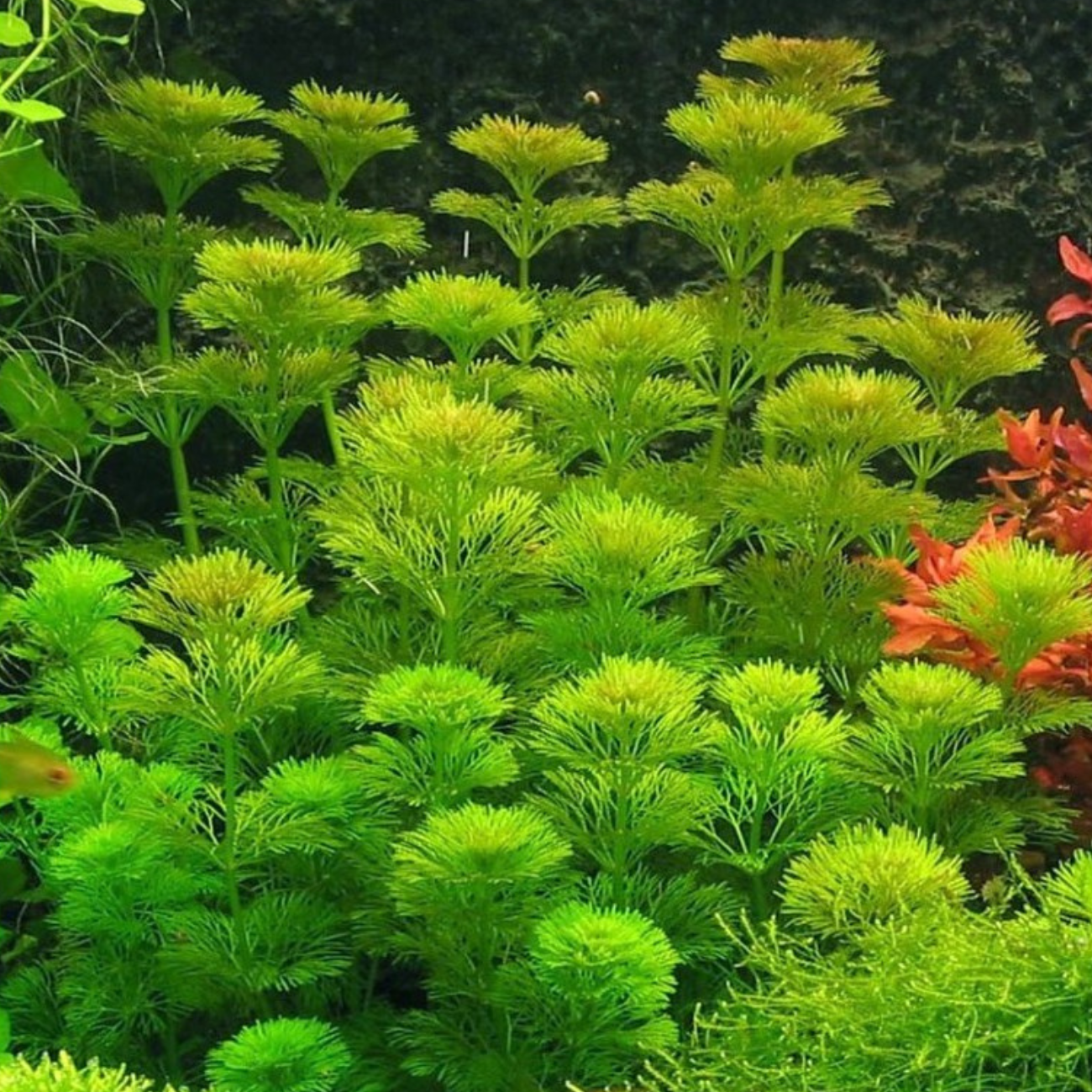 Limnophila heterophylla – Una planta de tallo frondosa para crear volumen y movimiento