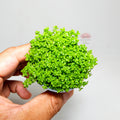 HC Cuba Premium | Planta Tapizante para Acuario