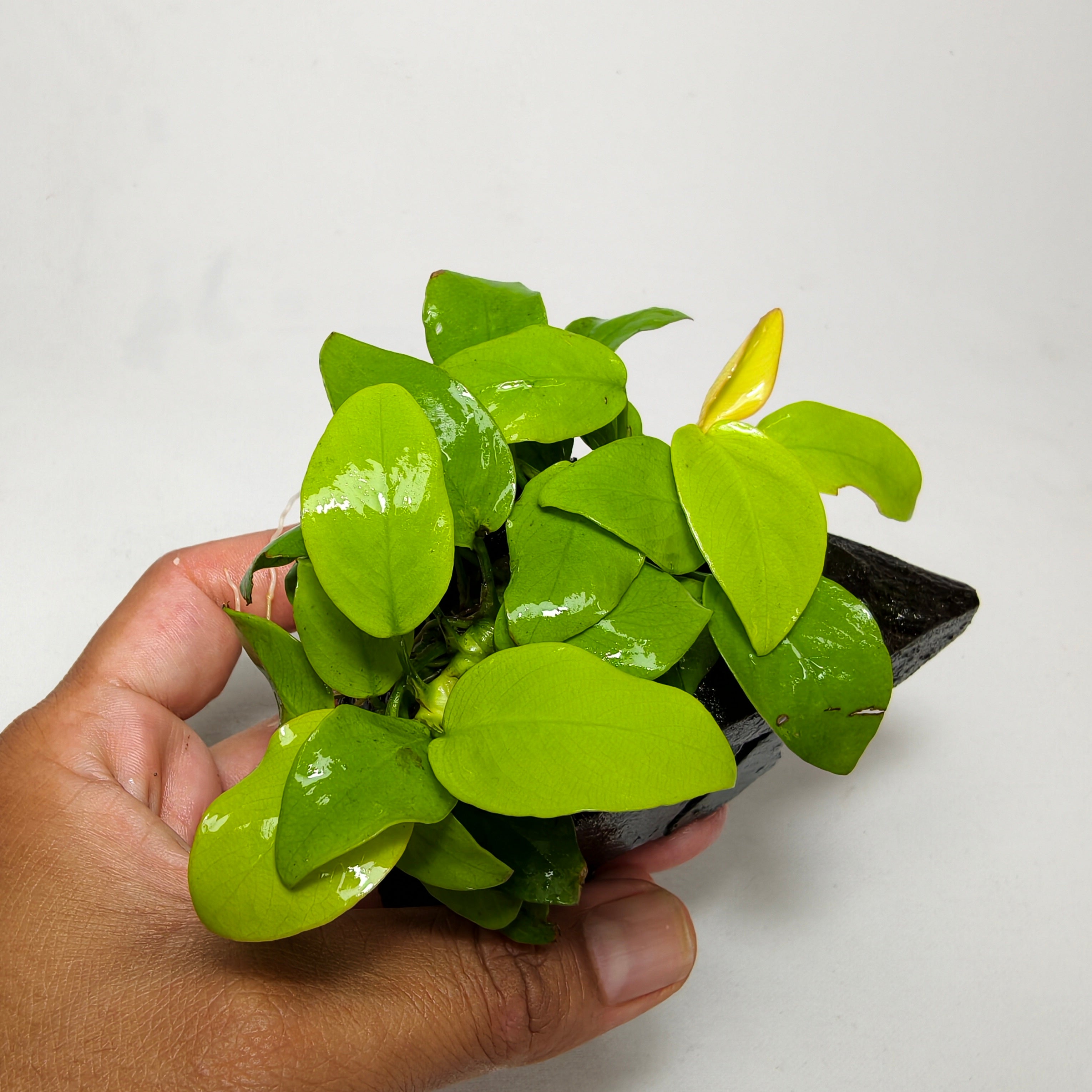 Anubias Nana Golden pegada en tronco Premium | Planta Acuática Natural.