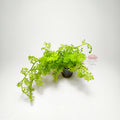 Helecho de sumatra