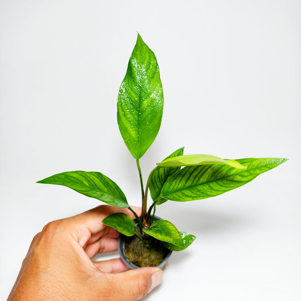 Anubia Angustifolia Premium | Planta Natural para Acuario