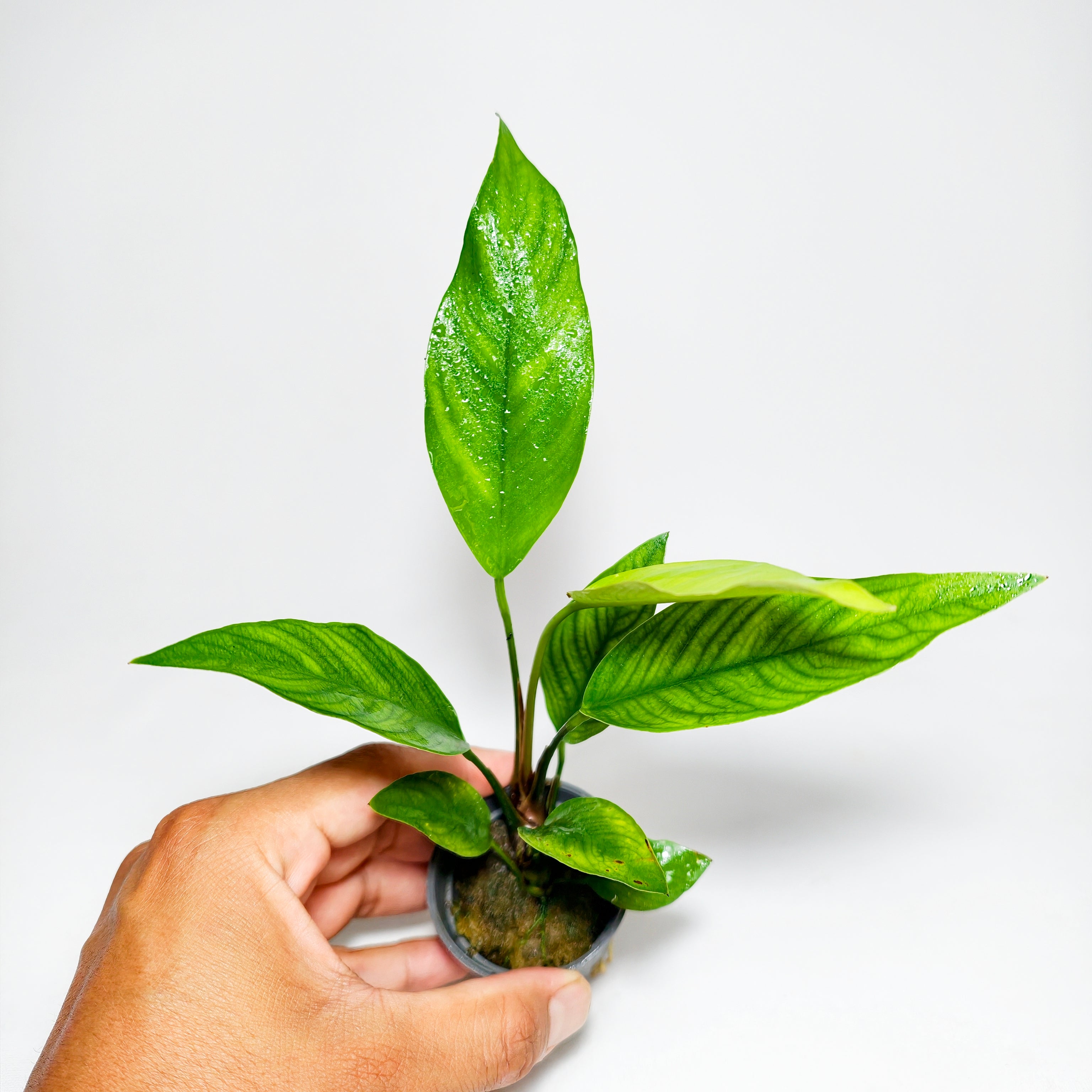 Anubia Angustifolia Premium | Planta Natural para Acuario