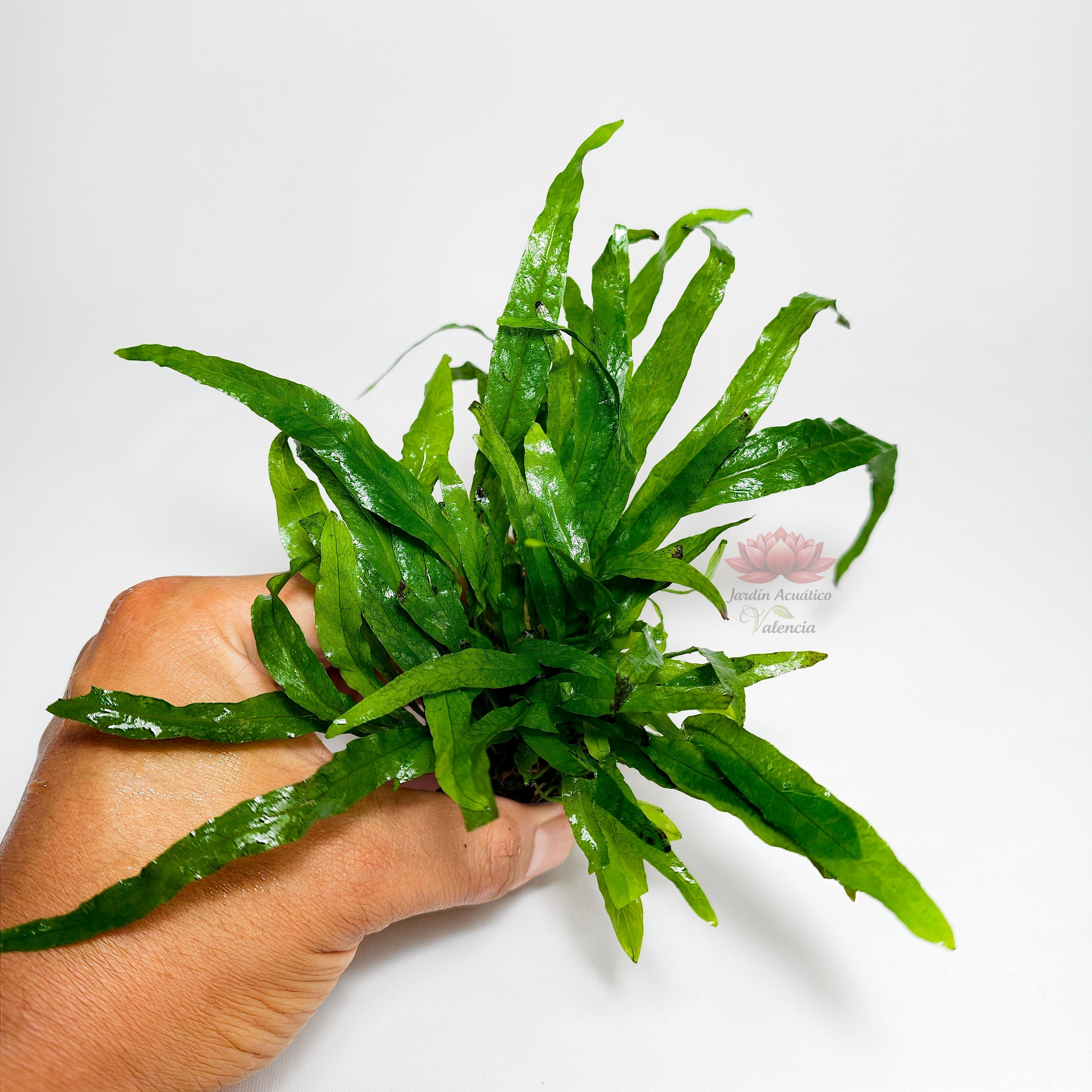 Helecho de Java Minor Mini Premium | Planta para Nano Acuario