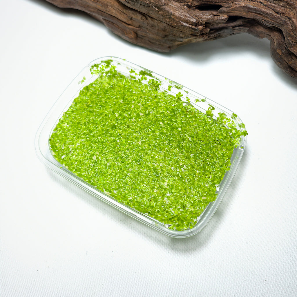 Lenteja de Agua (Lemna minor) | Planta Flotante para Acuario