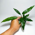 Anubia Lanceolata Premium | Planta Natural para Acuario