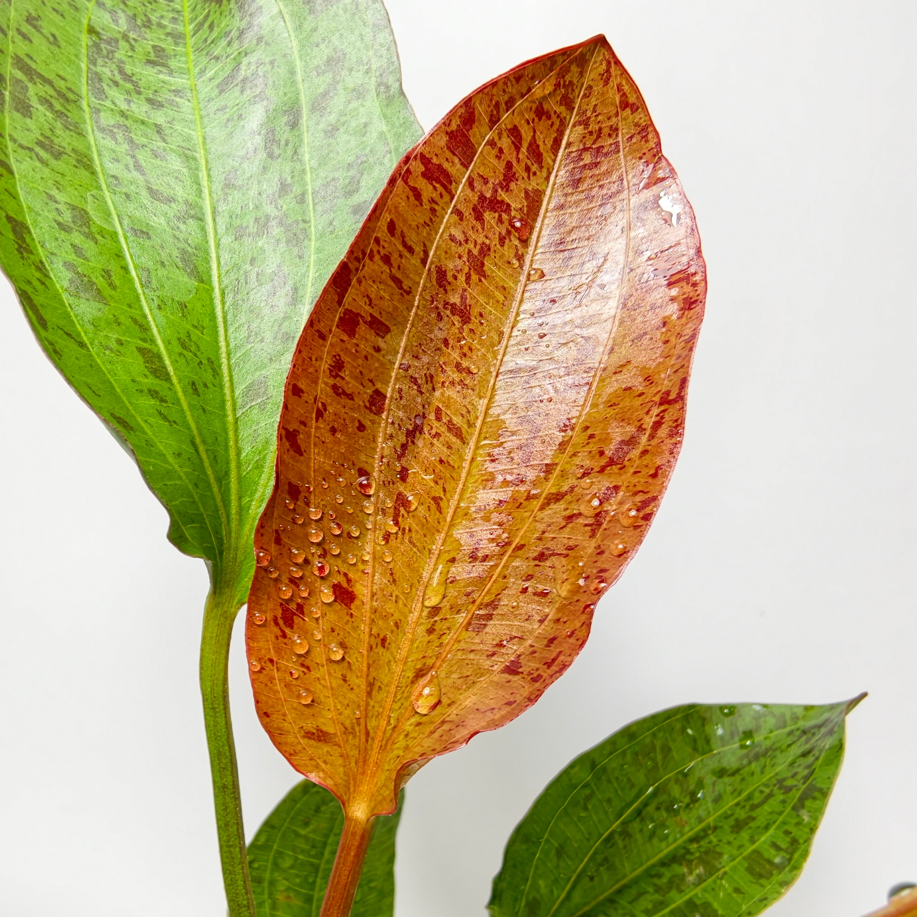 Echinodorus Ozelot Red | Planta Natural para Acuario