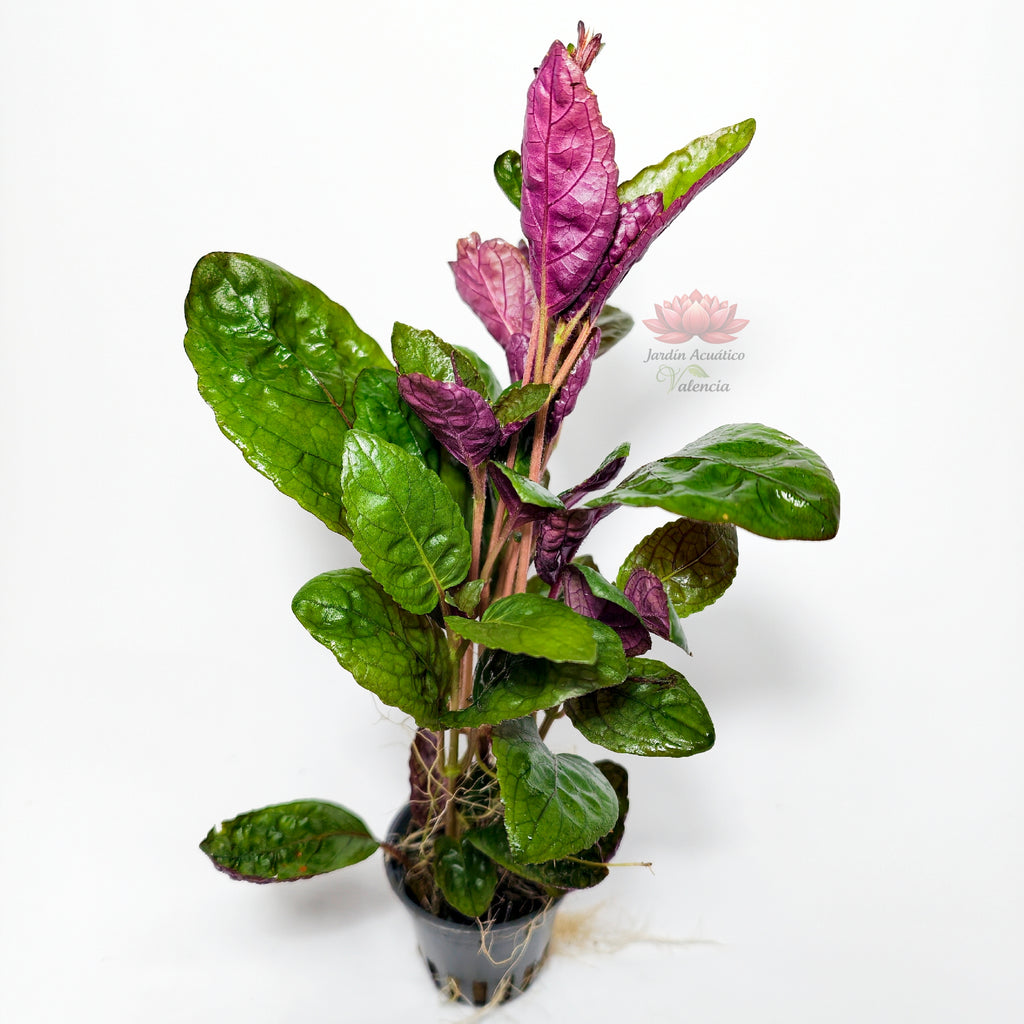 Hemigraphis Colorata Premium | Planta Exótica para Acuario