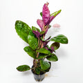 Hemigraphis Colorata Premium | Planta Exótica para Acuario
