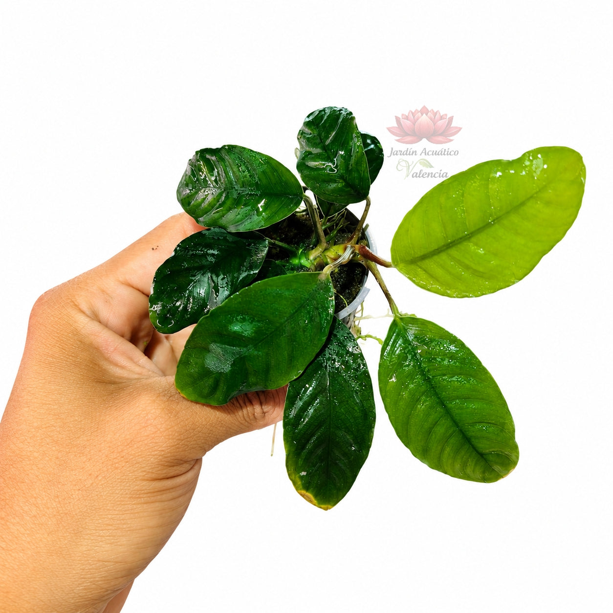 Anubias Coffeefolia |Hojas onduladas y textura espectacular para tu acuario