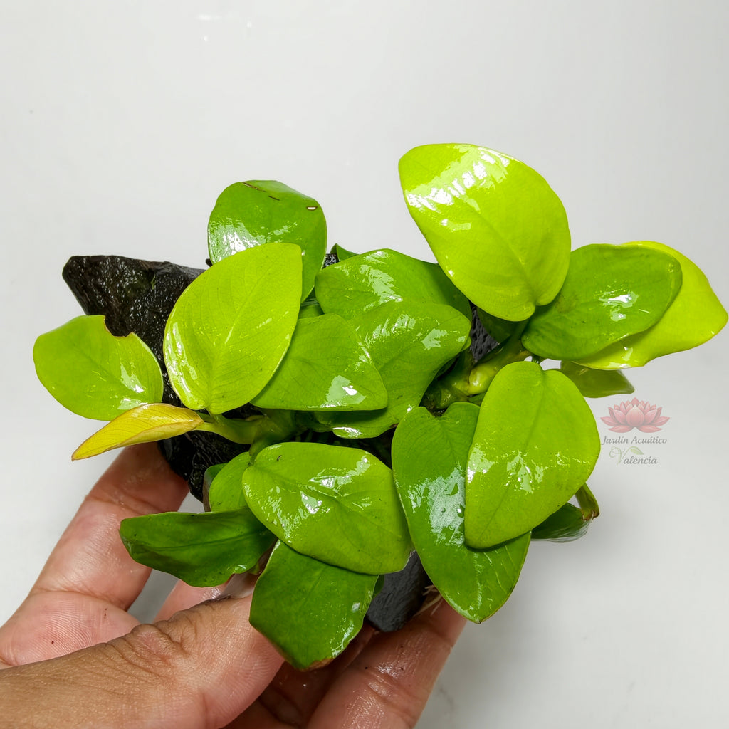 Anubias Nana Golden pegada en tronco Premium | Planta Acuática Natural.