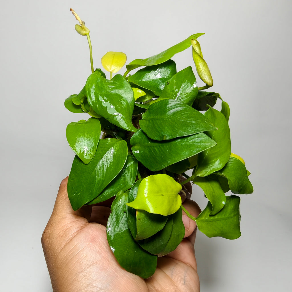 Anubias Nana Golden Premium | Planta Acuática Natural