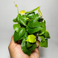 Anubias Nana Golden Premium | Planta Acuática Natural