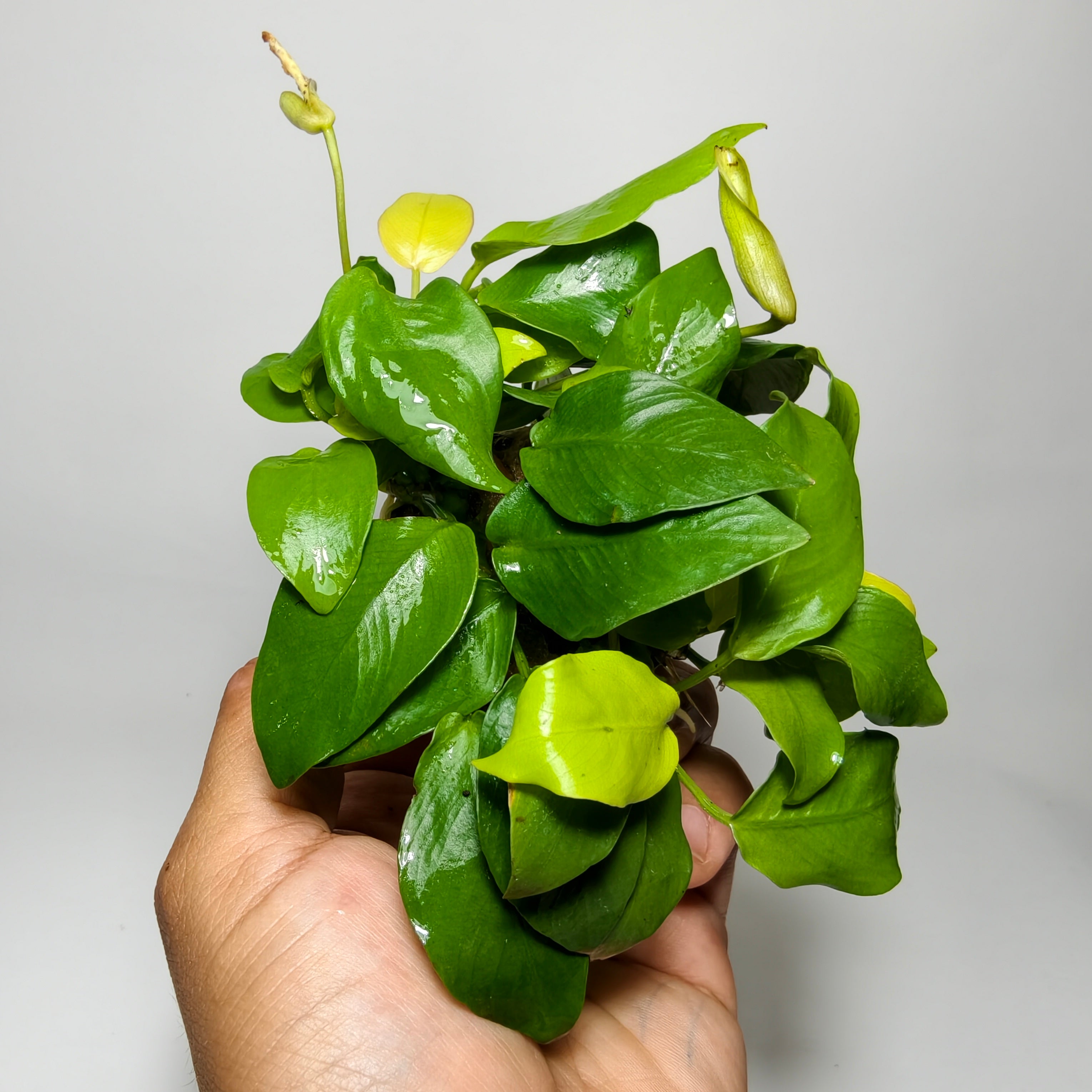 Anubias Nana Golden Premium | Planta Acuática Natural
