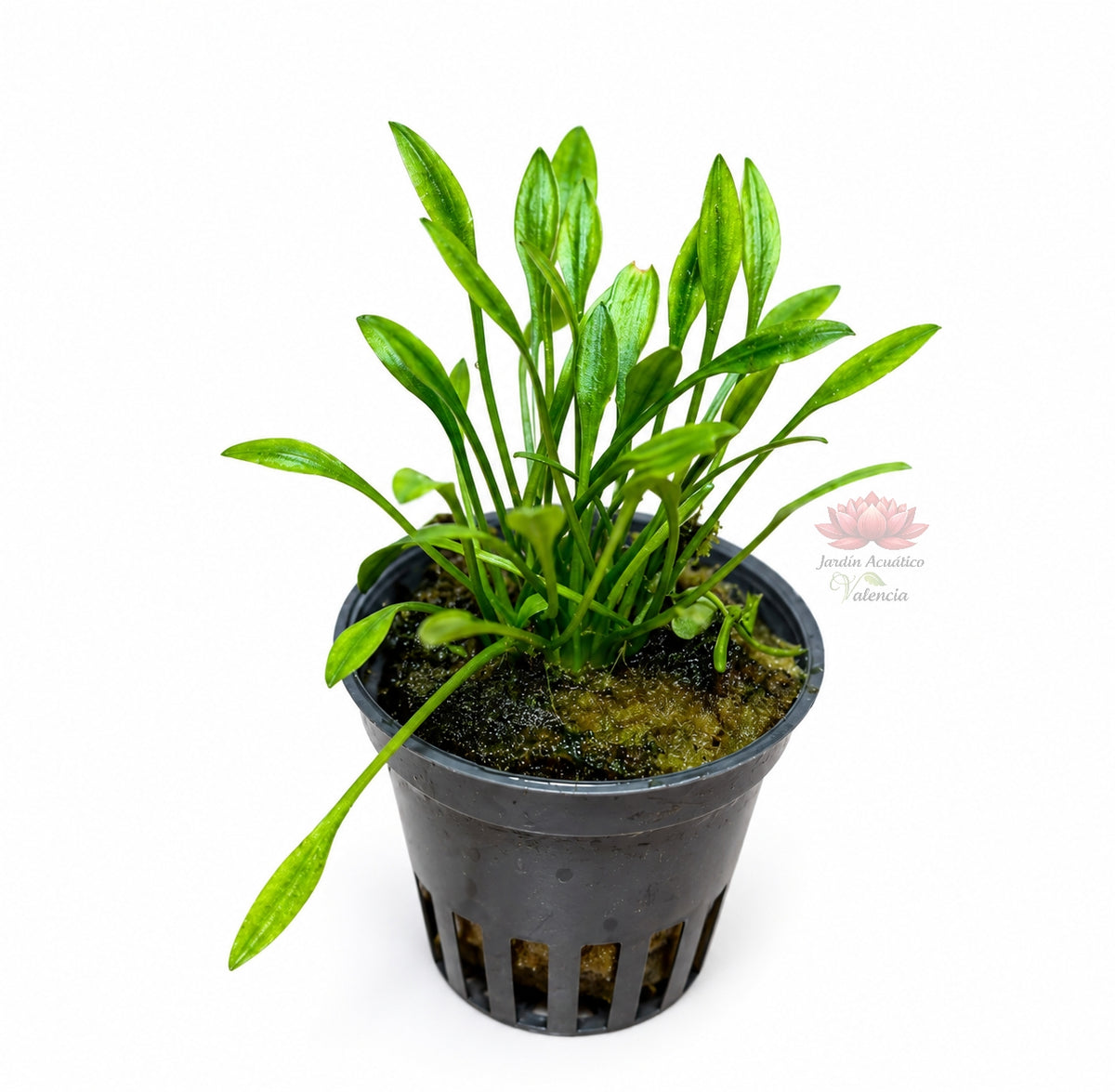 Cryptocoryne parva | Planta compacta para primer plano
