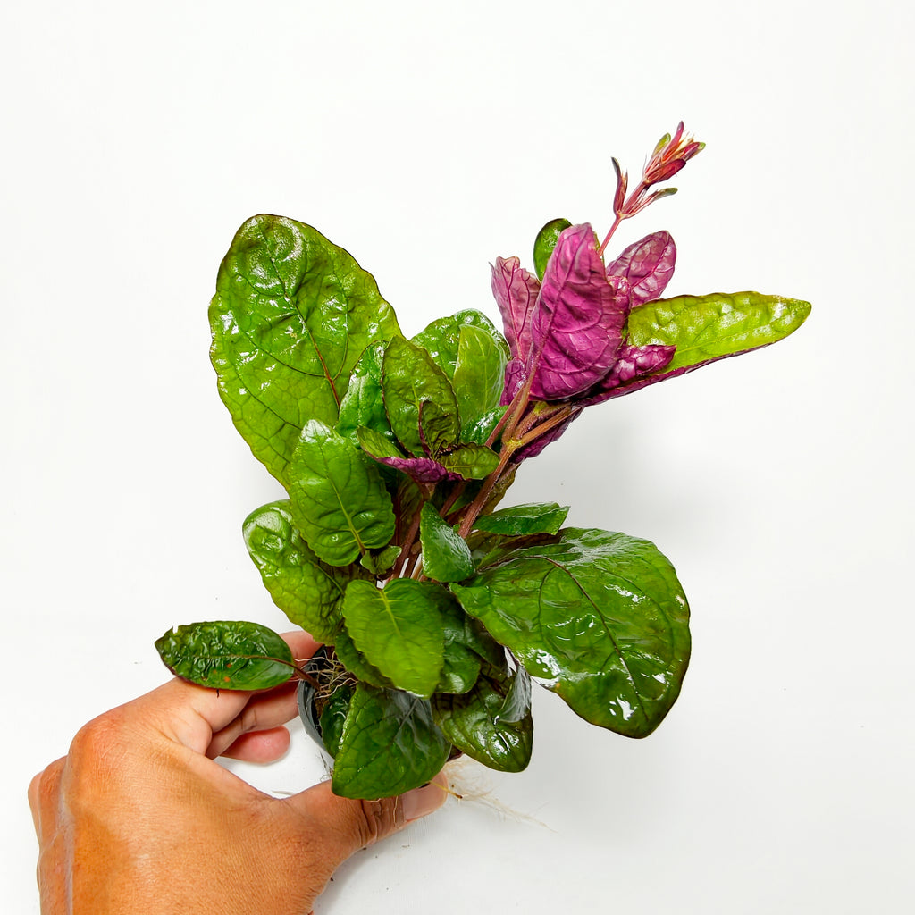 Hemigraphis Colorata Premium | Planta Exótica para Acuario