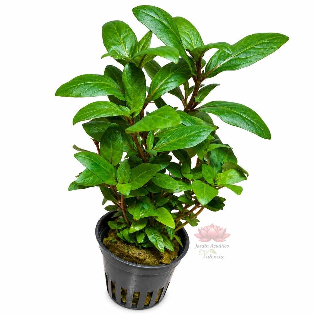 Staurogyne repens | Planta compacta para acuarios y aquascaping