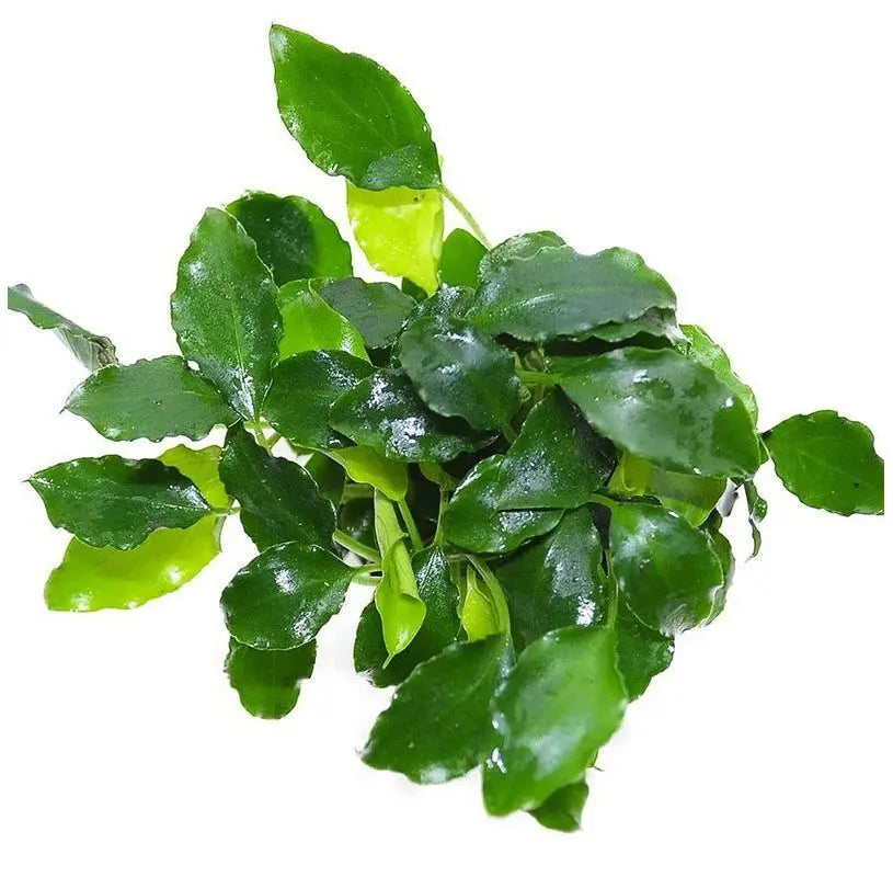 Schismatoglottis prietoi – Una planta de hojas elegantes para un acuario natural