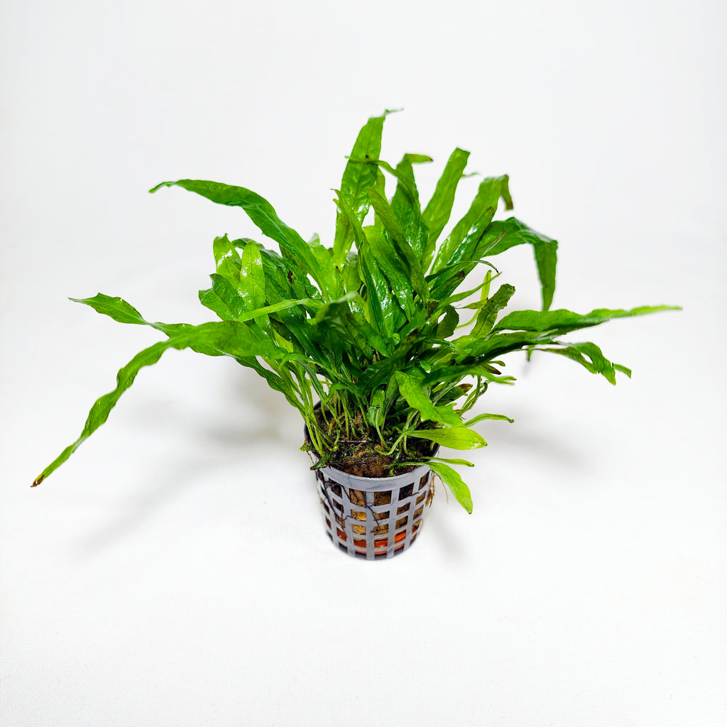 Helecho de Java Minor Mini Premium | Planta para Nano Acuario