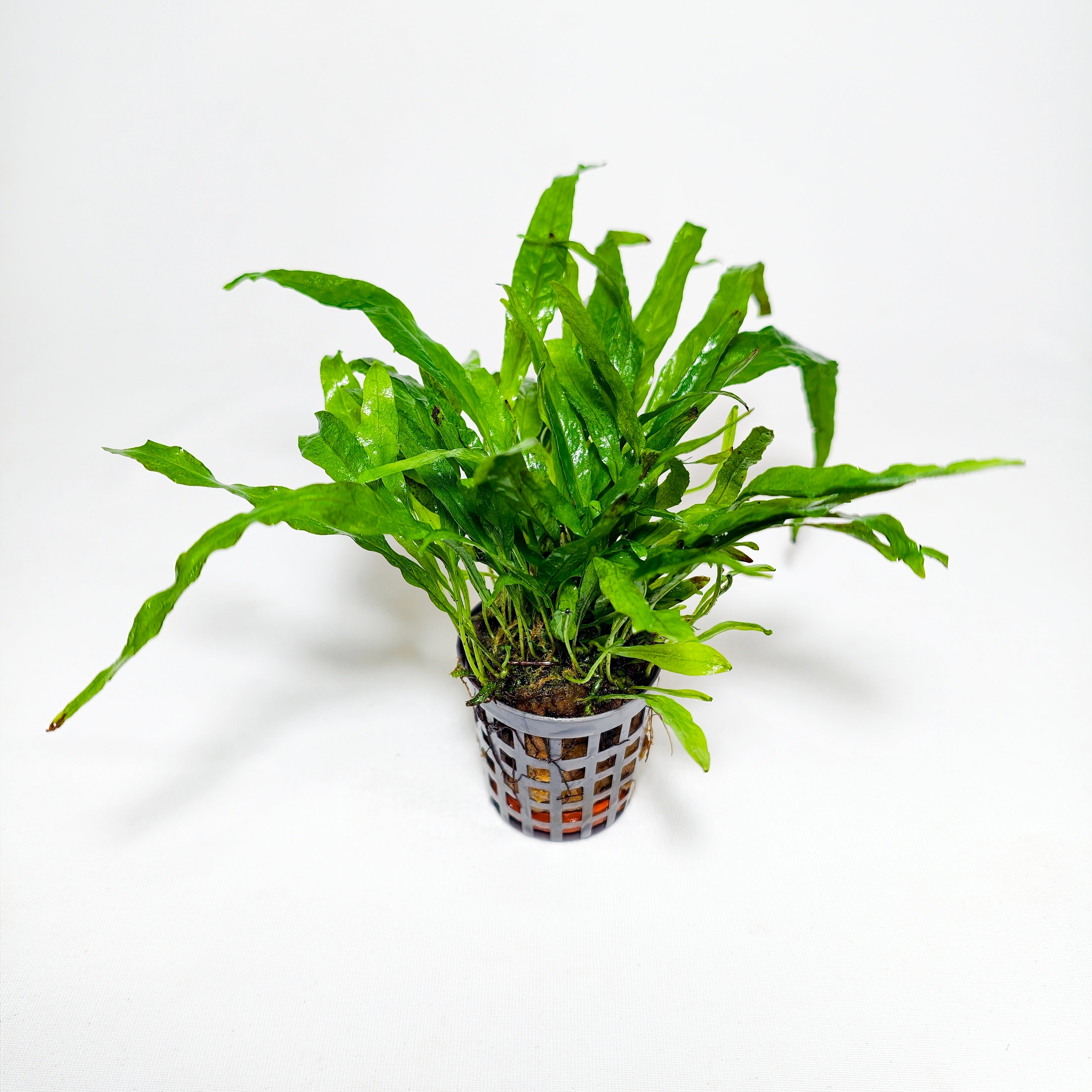 Helecho de Java Minor Mini Premium | Planta para Nano Acuario