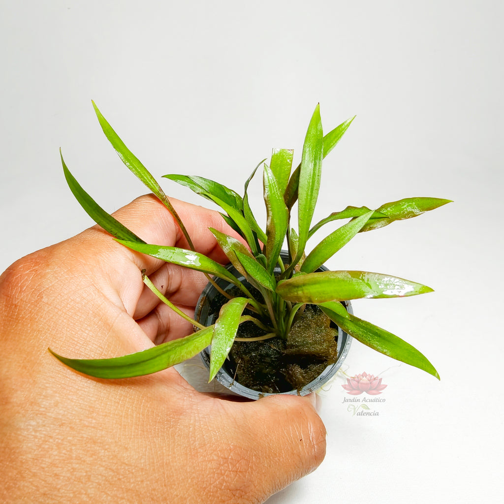 Cryptocoryne Pink Panther Premium | Planta Rosa para Acuario