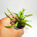 Cryptocoryne Pink Panther Premium | Planta Rosa para Acuario