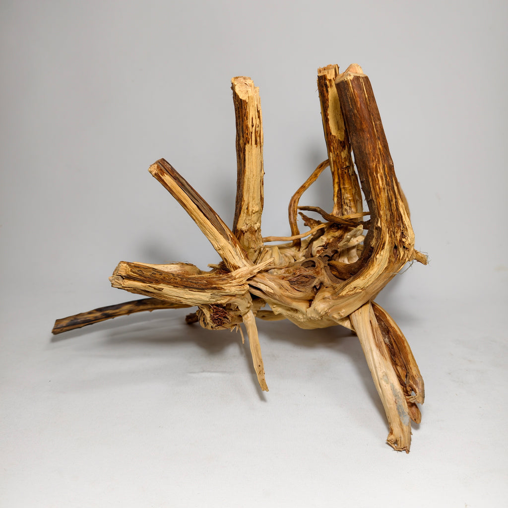 Pack premiun Aquascaping con Raíz Spider y Plantas Naturales | +60L