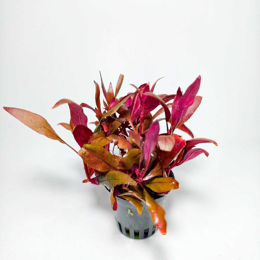 Alternanthera Reineckii Mini Premium | Planta Roja para Acuario