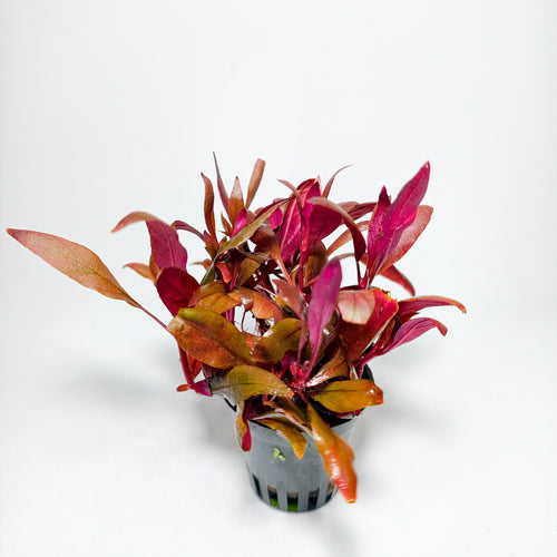 Alternanthera Reineckii Mini Premium | Planta Roja para Acuario