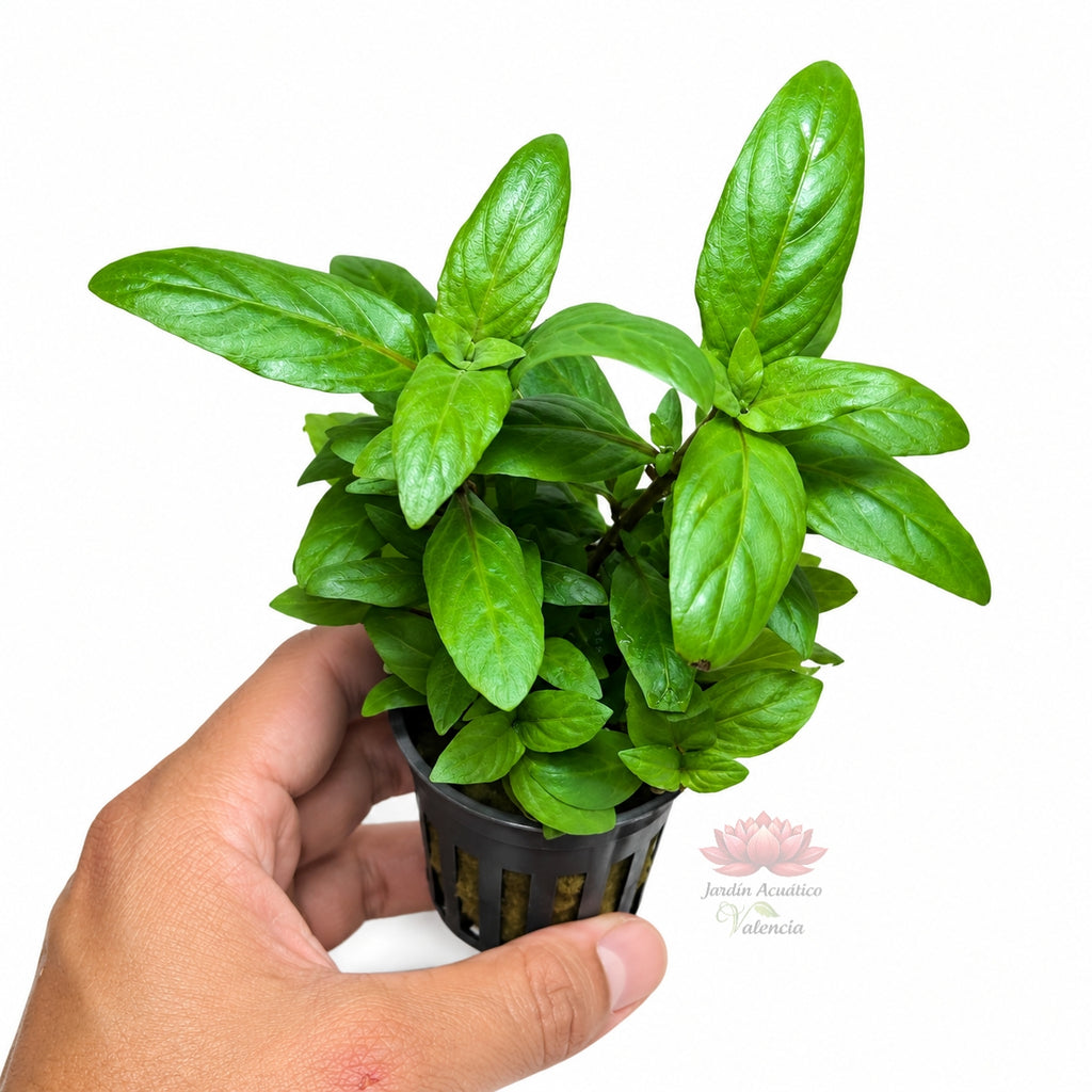 Staurogyne repens | Planta compacta para acuarios y aquascaping